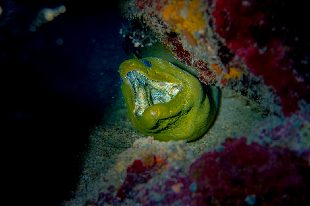 honduras